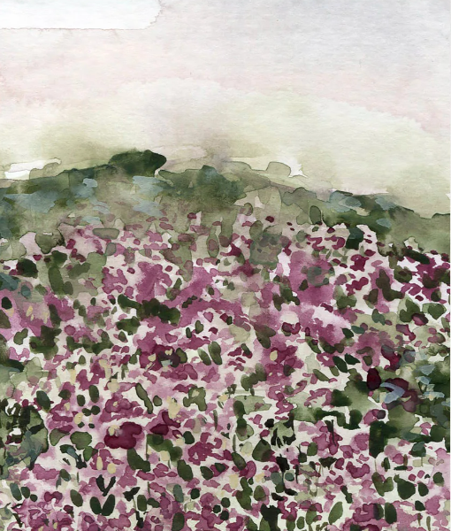 Magenta Fields No. 2 Fine Art Print